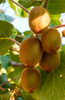 Indlæs billede i gallerifremviser, Nature&#39;s Sweet Treasure: Buy Kiwi Tree for Garden-to-Table Freshness