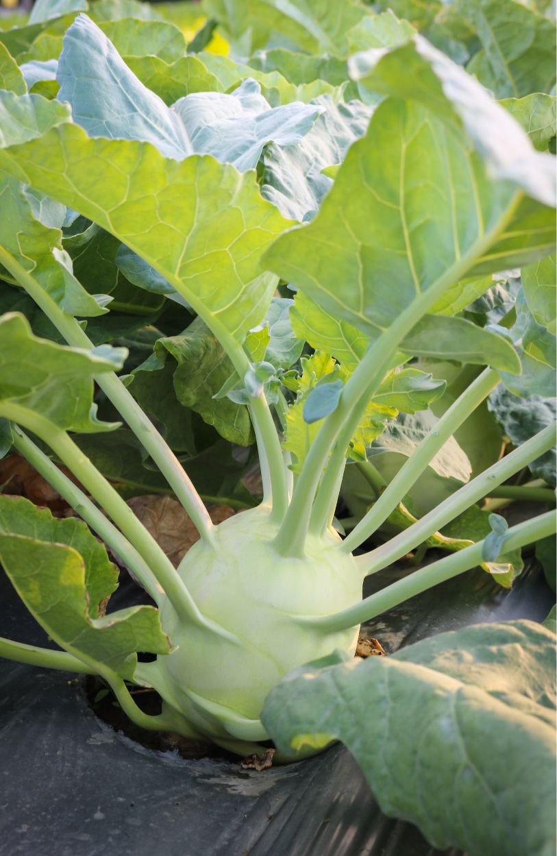 Garden Fresh Goodness: Buy Kohlrabi Delicacy White for Nutrient-Rich Meals