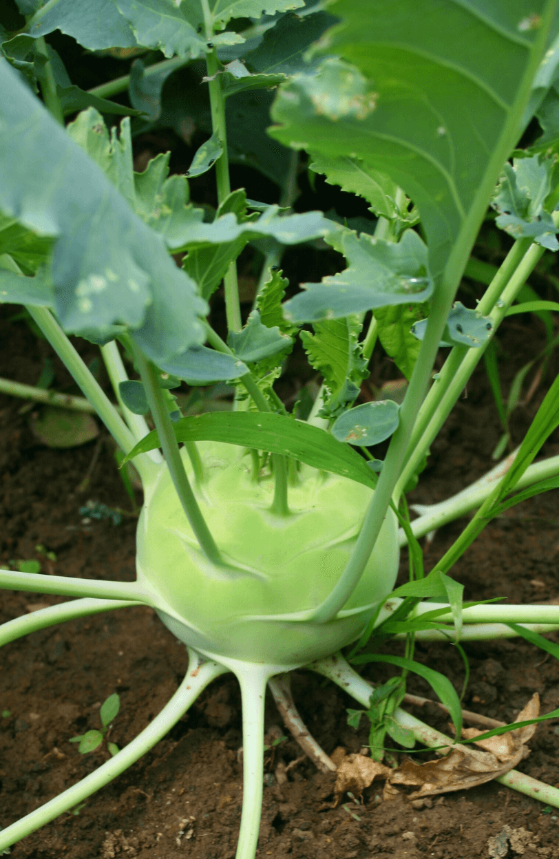 Garden Fresh Goodness: Buy Kohlrabi Delicacy White for Nutrient-Rich Meals