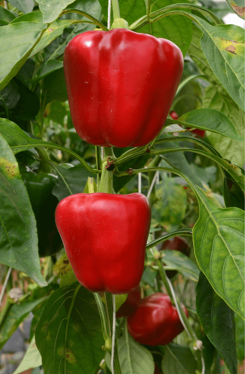 Garden-to-Table Freshness: Purchase Red Sweet Bell Pepper for Wholesome Meal