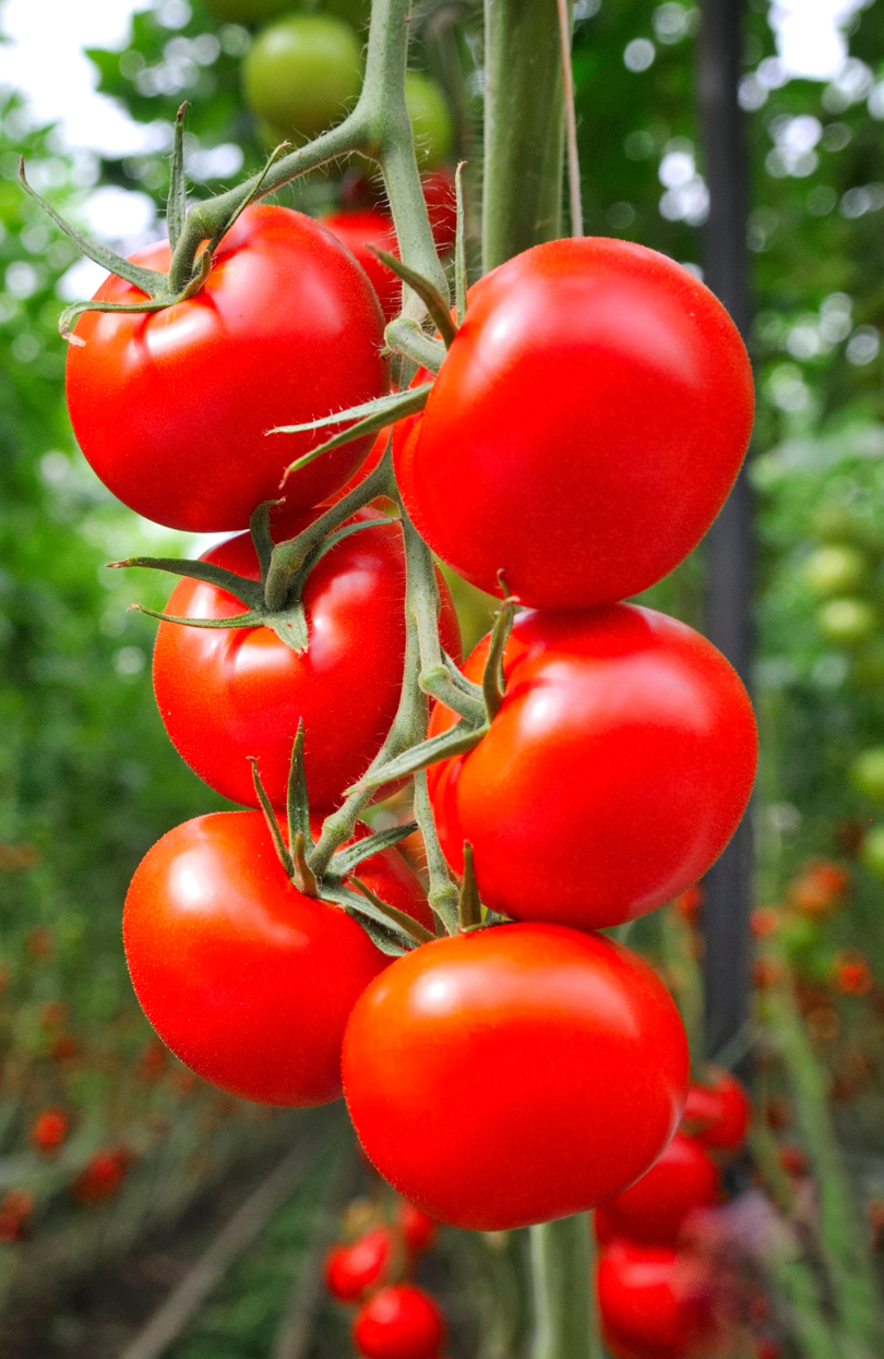 Seeds Shop Buy Organic Tomato Seeds Solanum lycopersicum