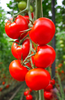 Lataa kuva gallerian katseluohjelmaan, Buy Tomato Seeds: Grow Your Own Fresh and Flavorful Tomatoes