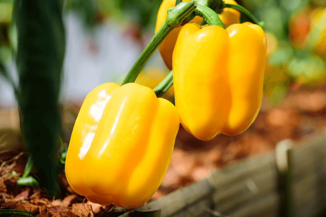 Elevate Your Recipes: Get Yellow Sweet Bell Pepper for Colorful Cooking Adventures