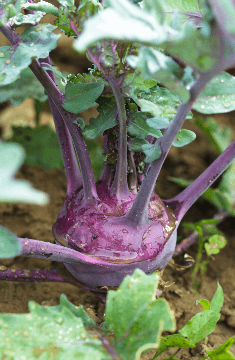 Nutrient-Rich Delight: Purchase Purple Kohlrabi Seeds for Wholesome Meals