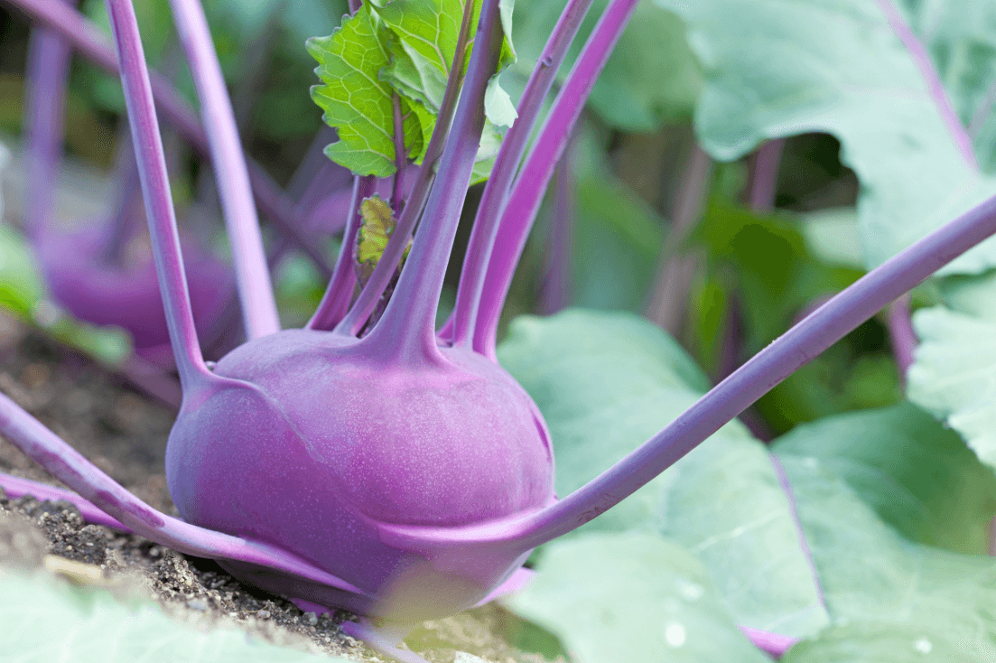 Colorful Garden Marvel: Buy Purple Kohlrabi Seeds for Vibrant Harvests