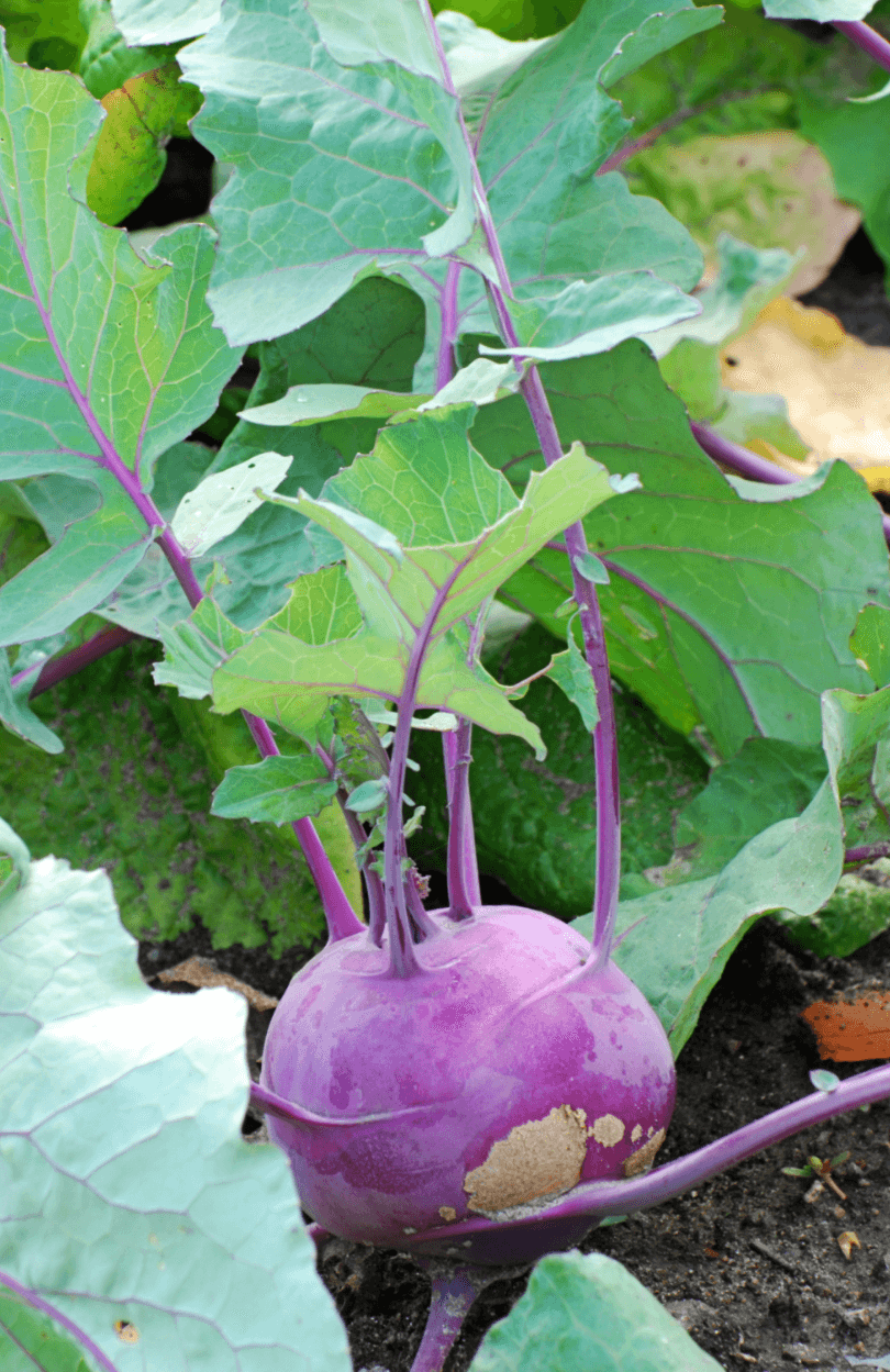 Elevate Your Garden: Get Purple Kohlrabi Seeds for Eye-Catching Vegetables