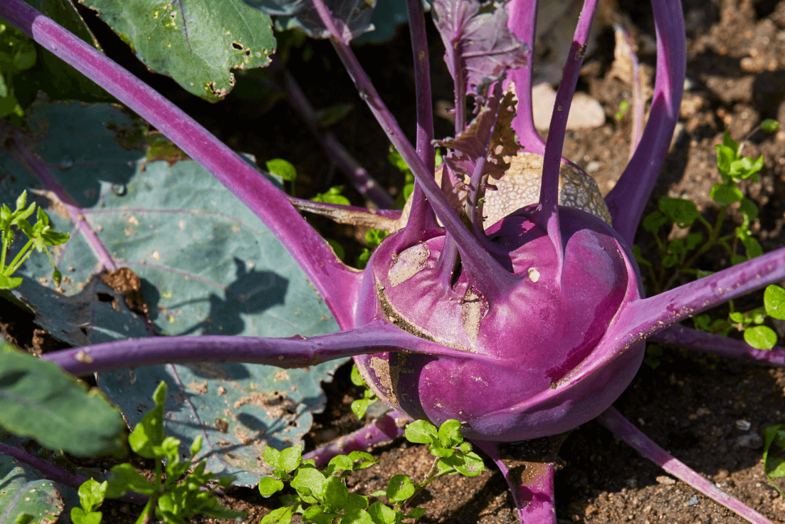 Garden-to-Plate Freshness: Buy Purple Kohlrabi Seeds for Flavorful Culinary Creations