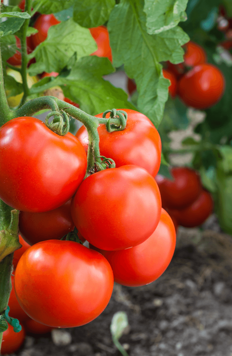 Flavorful Tomato Seeds: Buy for Delicious Homegrown Harvests