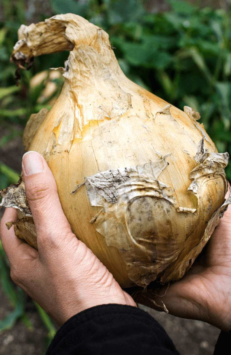 Buy The Kelsae Giant Onion Seeds: Grow Your Own Onion Marvel