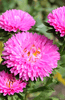 Buy Pink Aster Flower: Blooming Beauty for Your Garden
