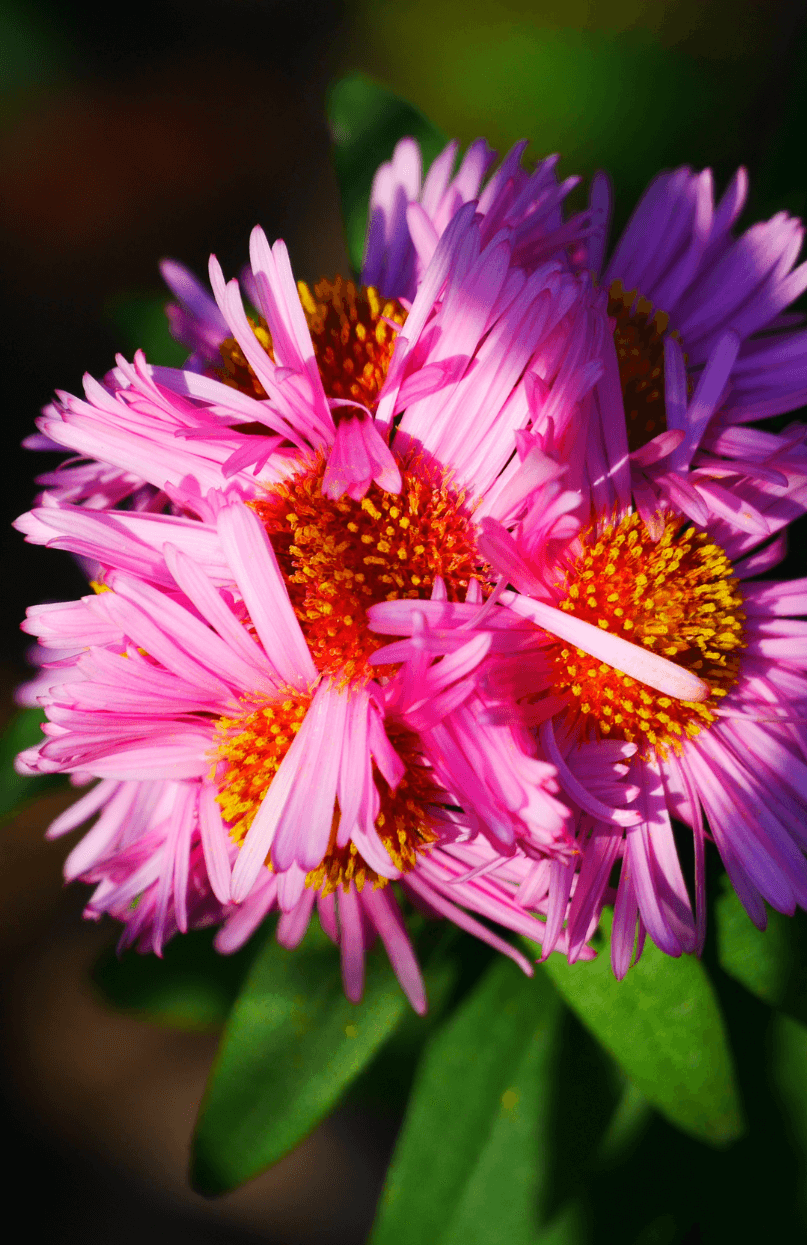 Garden Blossoms: Get Tall Pink Aster Flower for Vibrant and Captivating Floral Arrangements