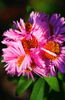 Garden Blossoms: Get Tall Pink Aster Flower for Vibrant and Captivating Floral Arrangements