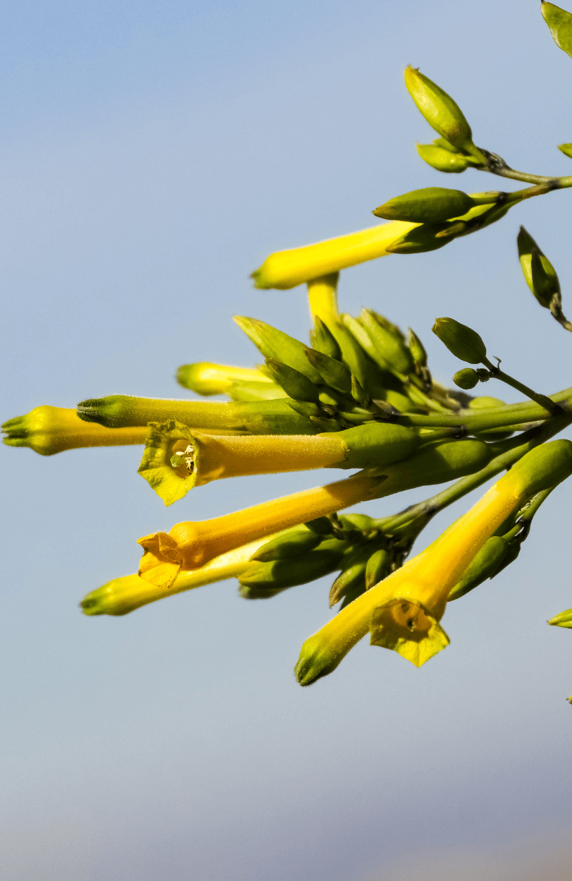 Shop Nicotiana Glauca Seeds - Supercharge Your Garden with a Tobacco Tree