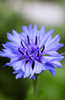 Carregue a imagem no visualizador da Galeria, Blue Cornflower Seeds: Cultivate Nature&#39;s Majestic Azure Beauty