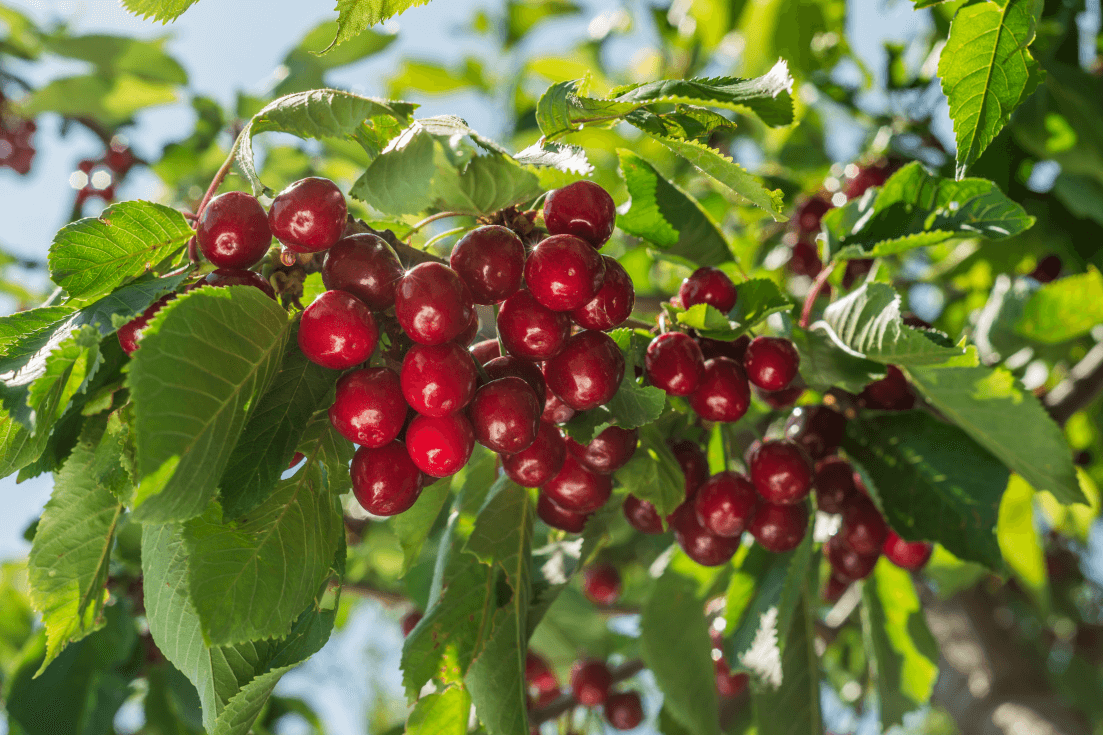 Freshly Harvested Cherries Tree Seeds: Plant and Grow Your Own Orchard