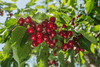 تحميل الصورة في عارض المعرض ، Freshly Harvested Cherries Tree Seeds: Plant and Grow Your Own Orchard