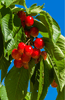 تحميل الصورة في عارض المعرض ، Sustainable Cherries Tree Seeds: Cultivate Delicious Fruits in Your Garden