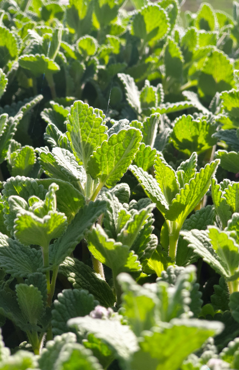 Lemon Balm Seeds - Fragrant Herb for Aromatic Gardens 