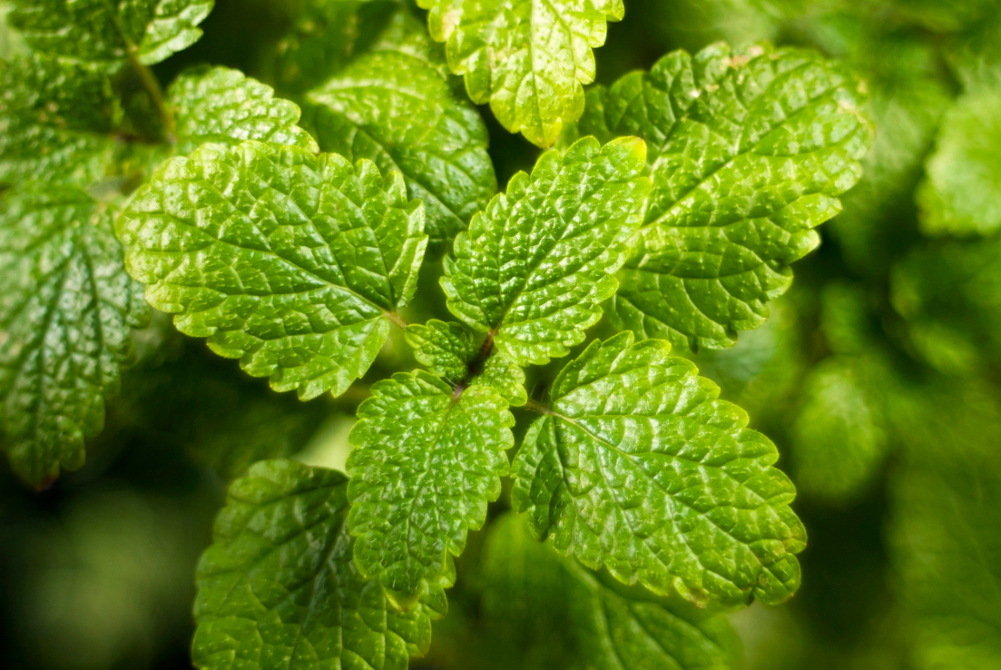 Buy Lemon Balm Seeds - Cultivate Your Own Refreshing Herb Garden 