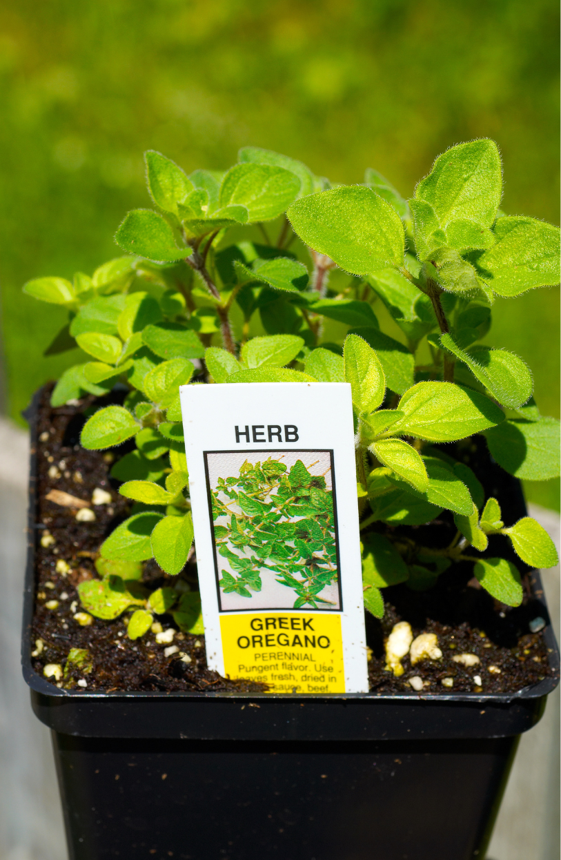 Organic Oregano growing from seeds