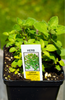 Buy Greek Oregano Seeds - Grow Your Own Herb Garden with a Mediterranean Twist