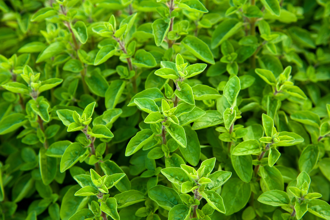 Start Your Garden with Greek Oregano Seeds - Enhance Your Recipes with the Authentic Taste of Greece 