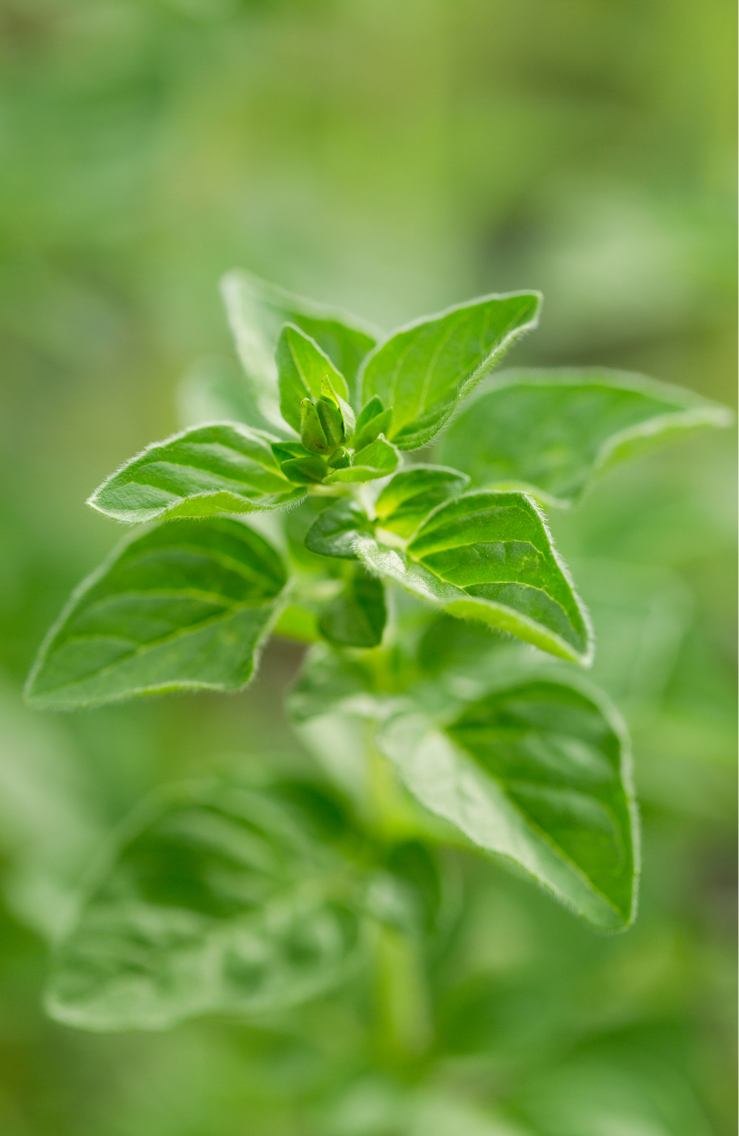 Greek Oregano Seeds - A Flavorful Herb for Culinary Creations 