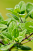 Buy Marjoram Seeds - Grow Your Own American Sweet Oregano