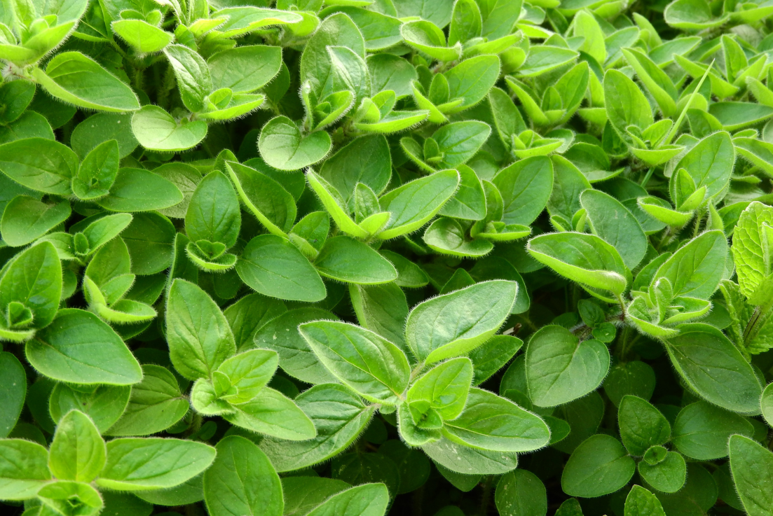 Start Your Herb Garden with Marjoram Seeds - Elevate Your Dishes with a Unique Twist
