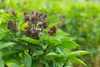 Carica l&#39;immagine nel visualizzatore Galleria, Buy Purple Basil Seeds - Cultivate Your Own Culinary Herb Garden