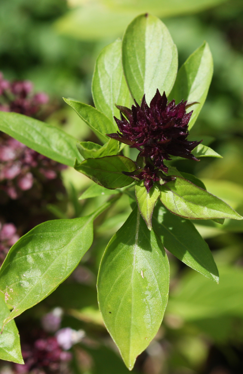 Purple Basil Seeds - Aromatic Herb for Flavorful Delights 