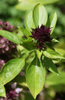 Charger l&#39;image dans la visionneuse de la galerie, Purple Basil Seeds - Aromatic Herb for Flavorful Delights 