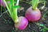 Load image into Gallery viewer, Buy Purple Turnip Seeds - Grow Your Own Colorful and Nutritious Root Vegetable