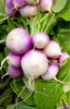 Load image into Gallery viewer, Purple Turnip Seeds - Vibrant Addition to Your Garden 