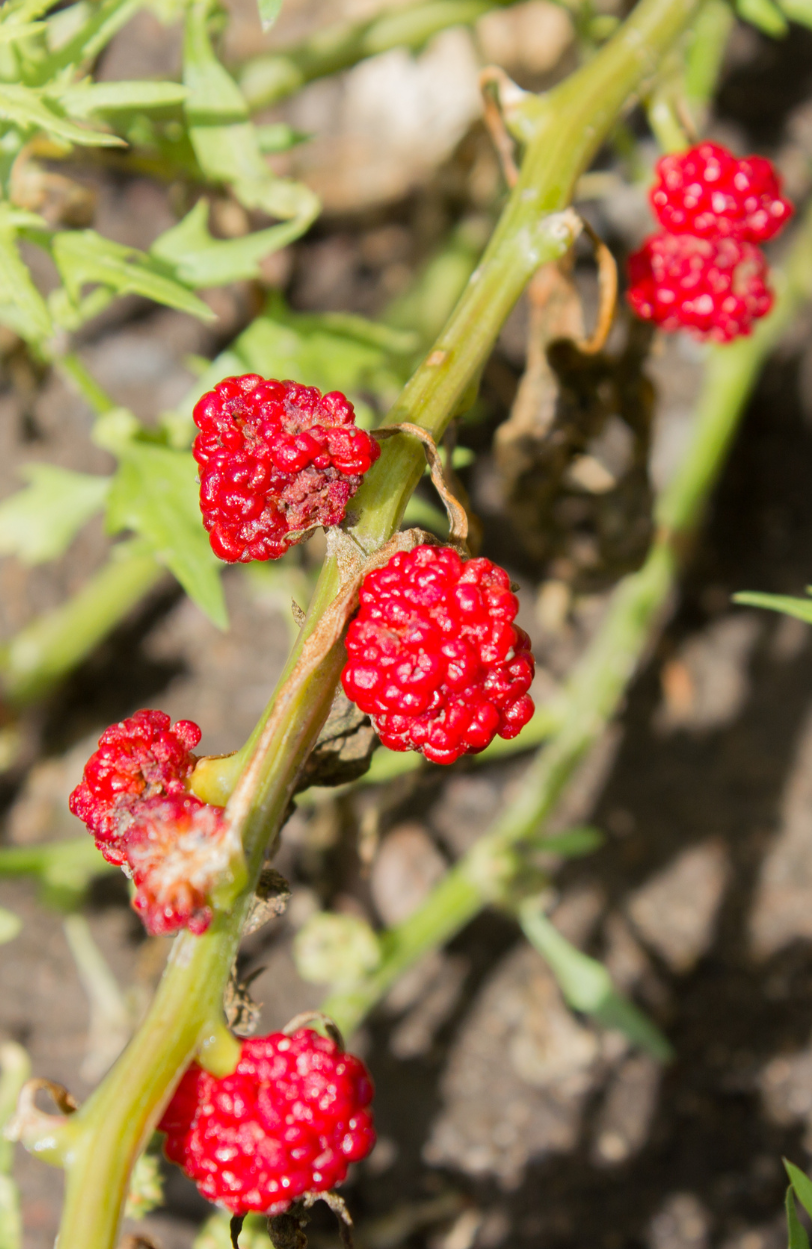 Strawberry Sticks Seeds - Unique Herb for a Whimsical Garden