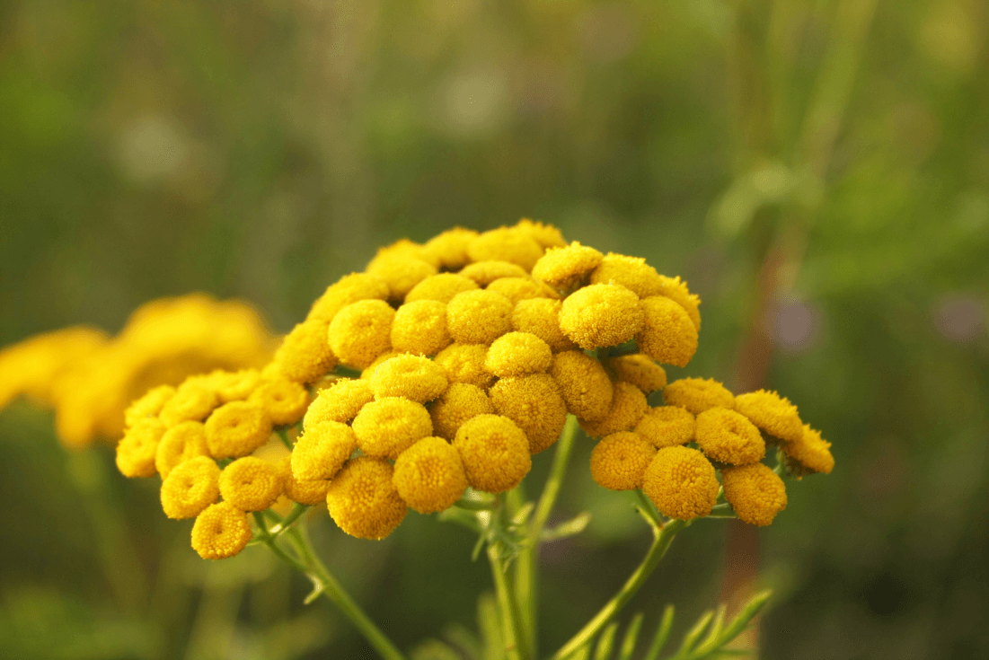 Start Your Garden with Tansy Seeds - Add a Splash of Color to Your Landscape