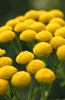 Buy Tansy Seeds - Grow Your Own Vibrant Herb Garden