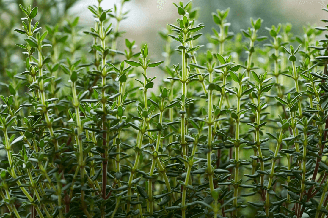 Start Your Garden with Thyme Seeds - Enhance Your Dishes with this Classic Herb