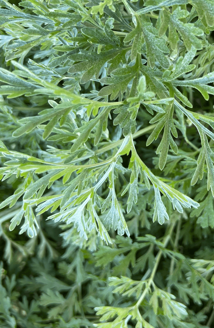 Buy Artemisia Annua seeds online. High-quality,  use in producing artemisinin.