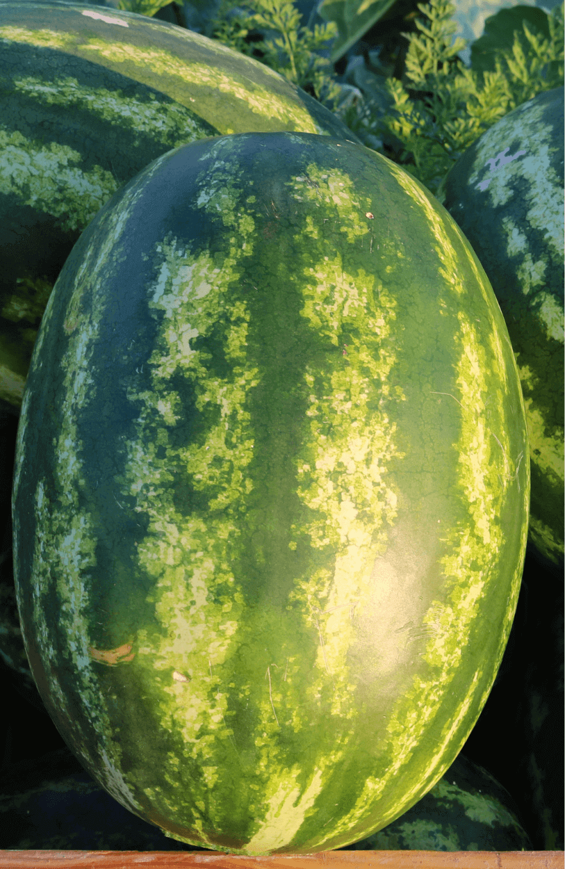 Premium Big Dragon Watermelon Seeds for Sale