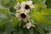Cargar imagen en el visor de la galería, Buy Black Henbane Seeds Online | Enhance Your Garden with Unique Hyoscyamus Niger 