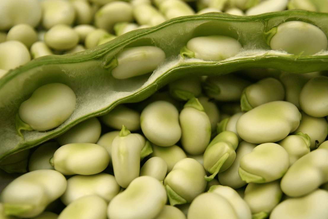 Buy Broad Bean Seeds - Masterpiece Green Variety - Enhance Your Culinary Creations
