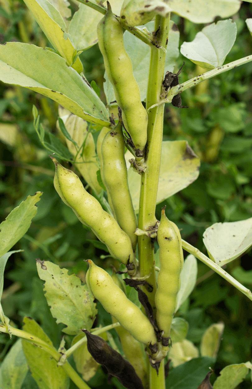 Masterpiece Green Broad Bean Seeds - Start Your Garden with High-Quality Varieties