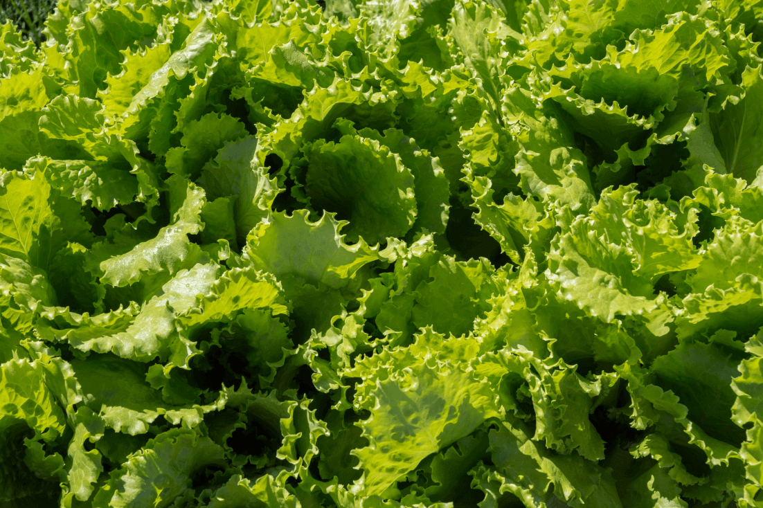 Butterhead Crisphead Salladsfrön | Köldbeständighet