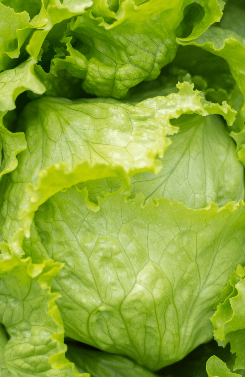 Butterhead Crisphead Salatfrø | Kulde-modstand