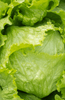 Load image into Gallery viewer, Sjemenke hrskave salate Butterhead | Otpornost na hladnoću