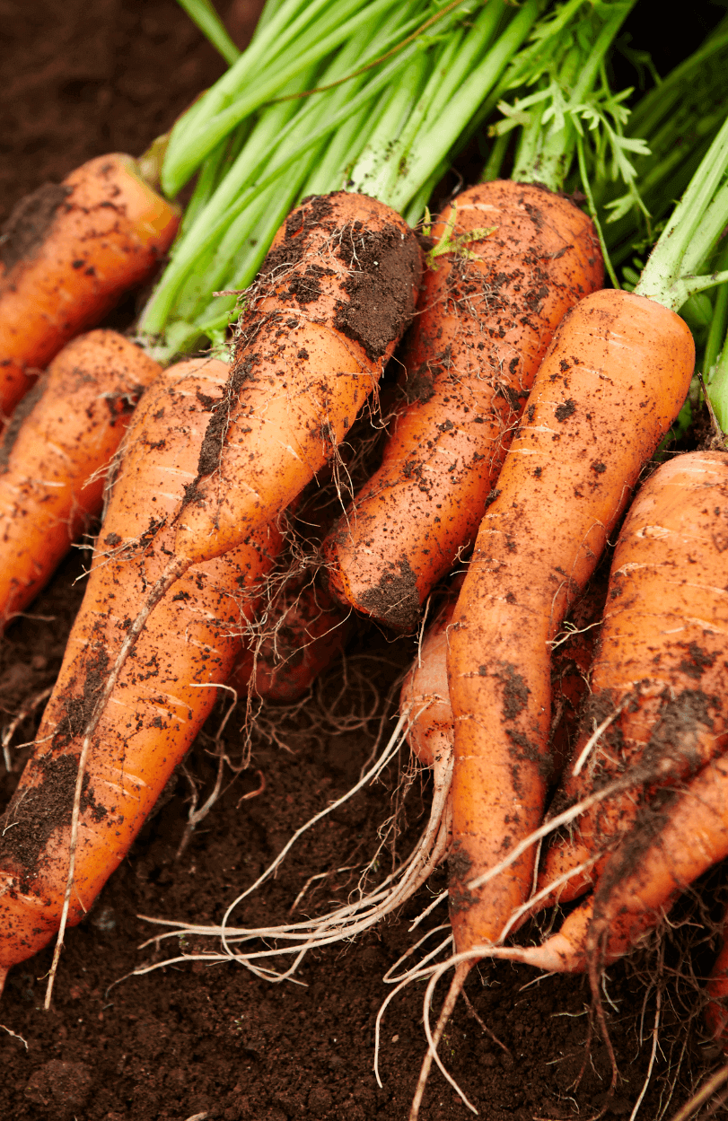 Autumn King 2 Carrot Seeds: Grow Vibrant and Flavorful Carrots 