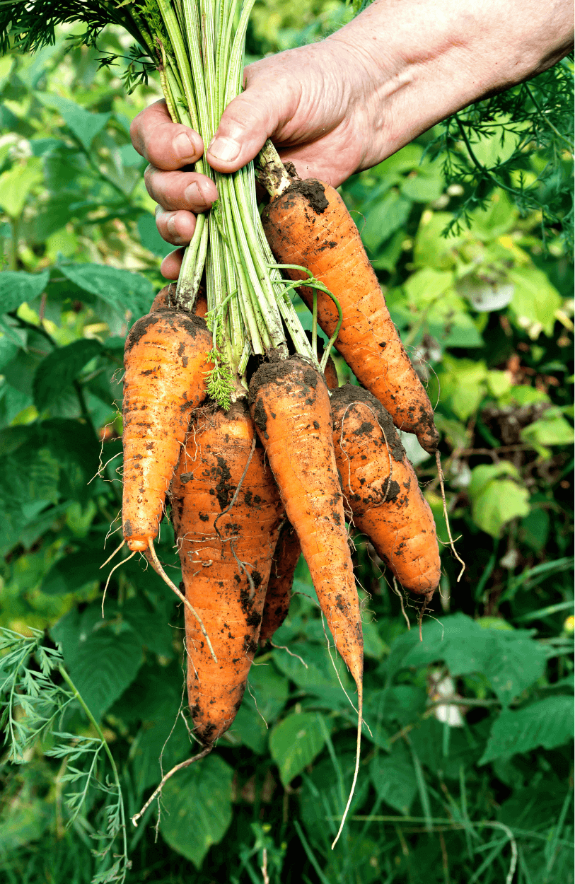 Nurture Your Garden with Early Nantes 2 Carrot Seeds 