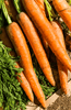 Afbeelding laden in galerijviewer, Elevate Your Harvest with Early Nantes 2 Carrot Seeds