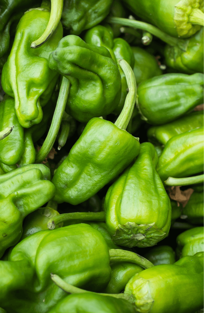 Pimientos de Padrón Chili Pepper Seeds - Authentic Spanish Variety 